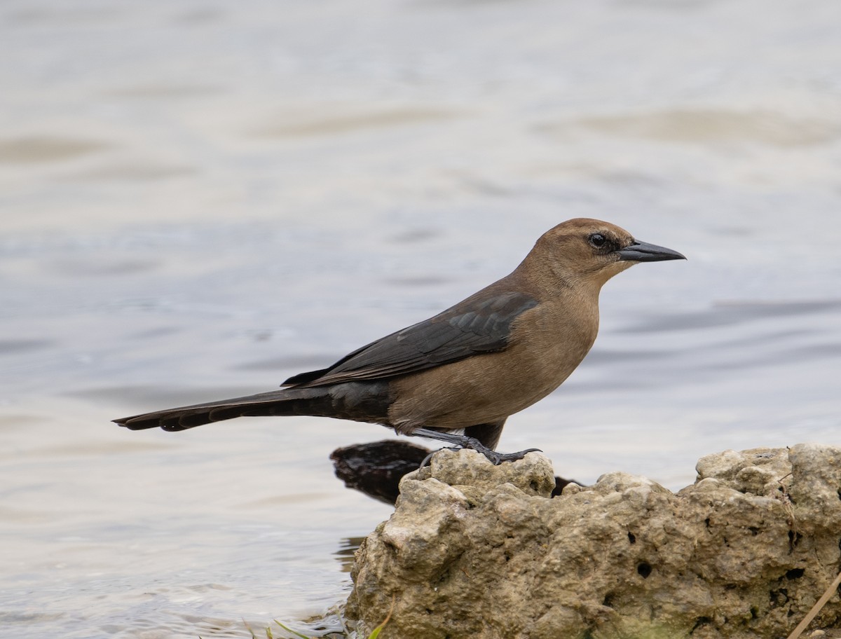 Boat-tailed Grackle - ML629100392