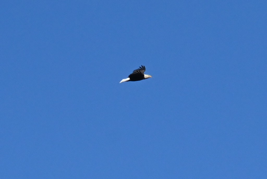 Pygargue à tête blanche - ML629100435