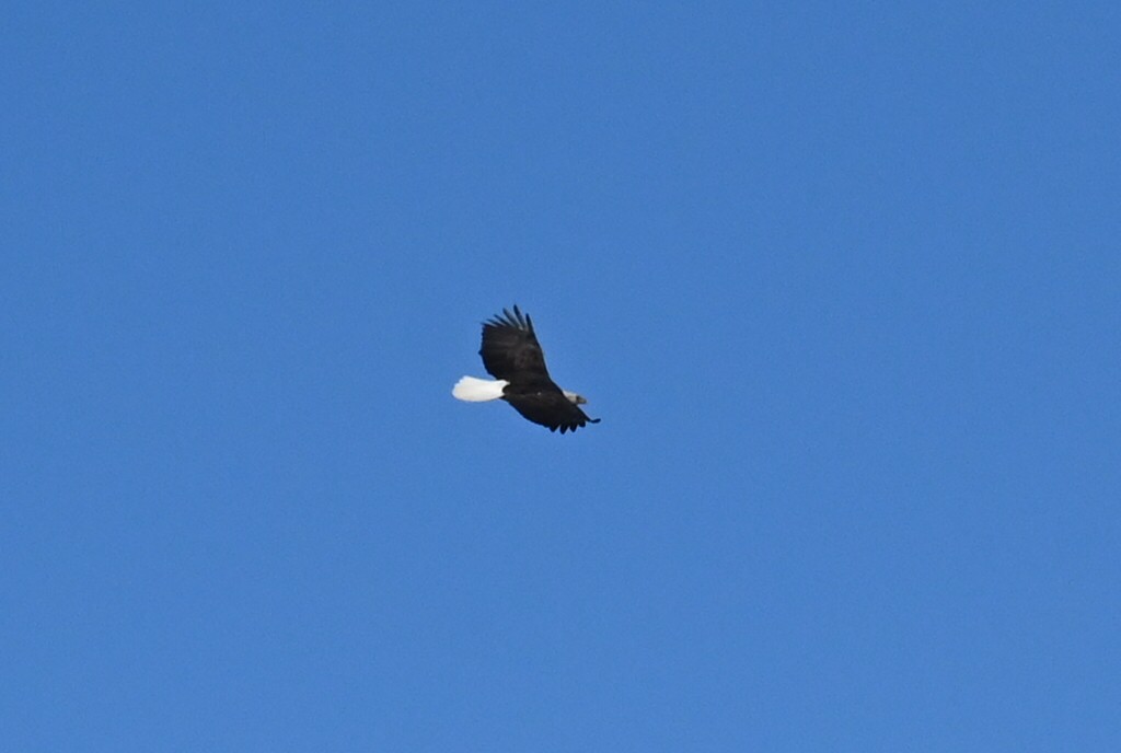 Pygargue à tête blanche - ML629100436