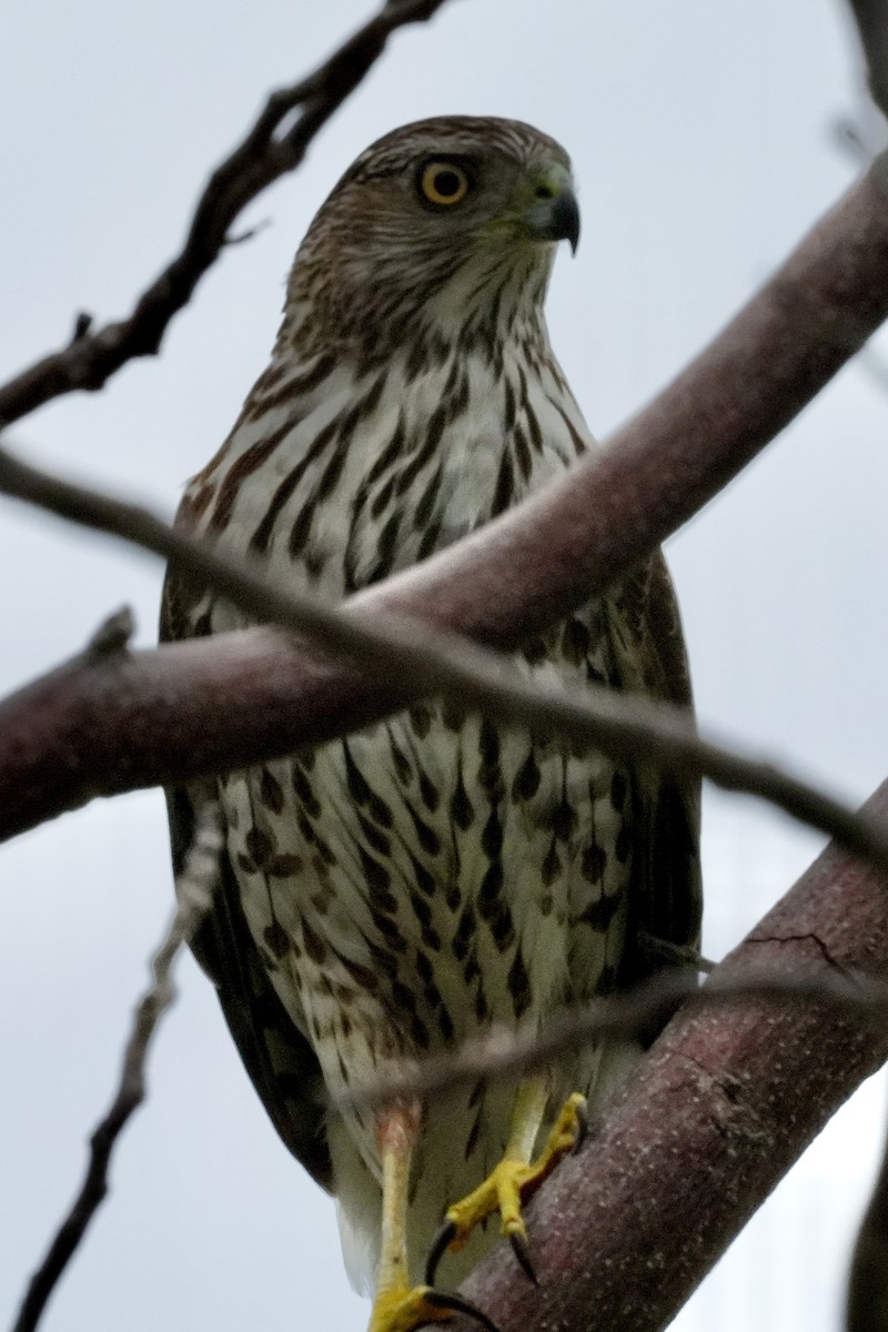 Cooper's Hawk - ML629100508