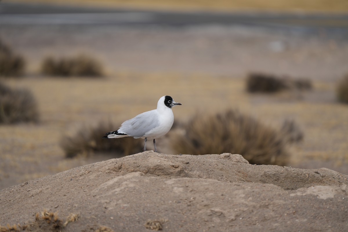 Andean Gull - ML629100545