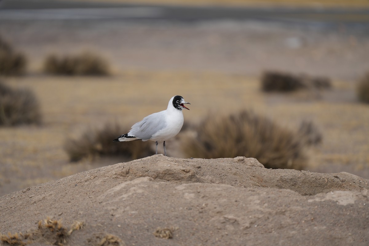 Andean Gull - ML629100547