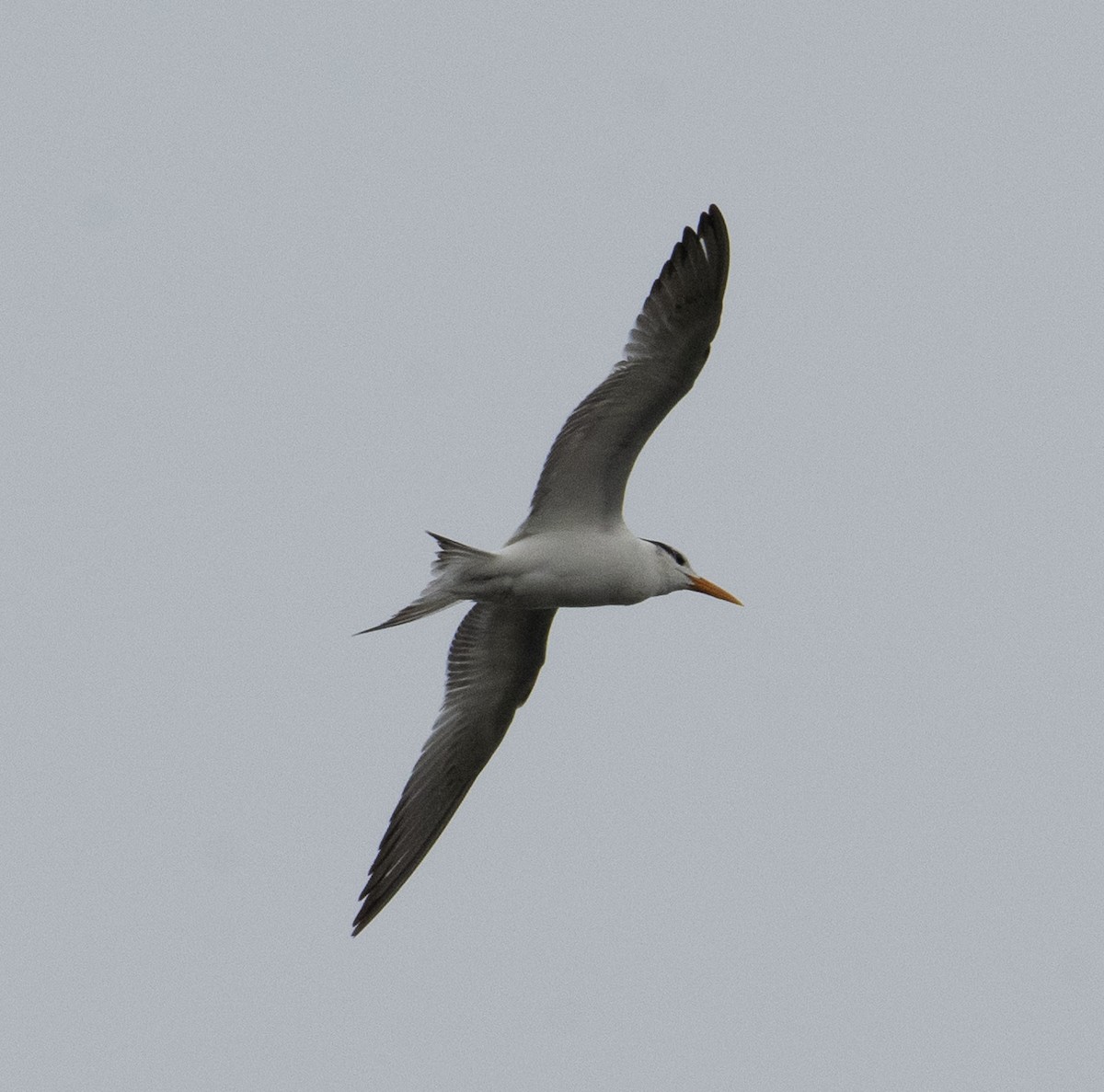 Royal Tern - ML629100571