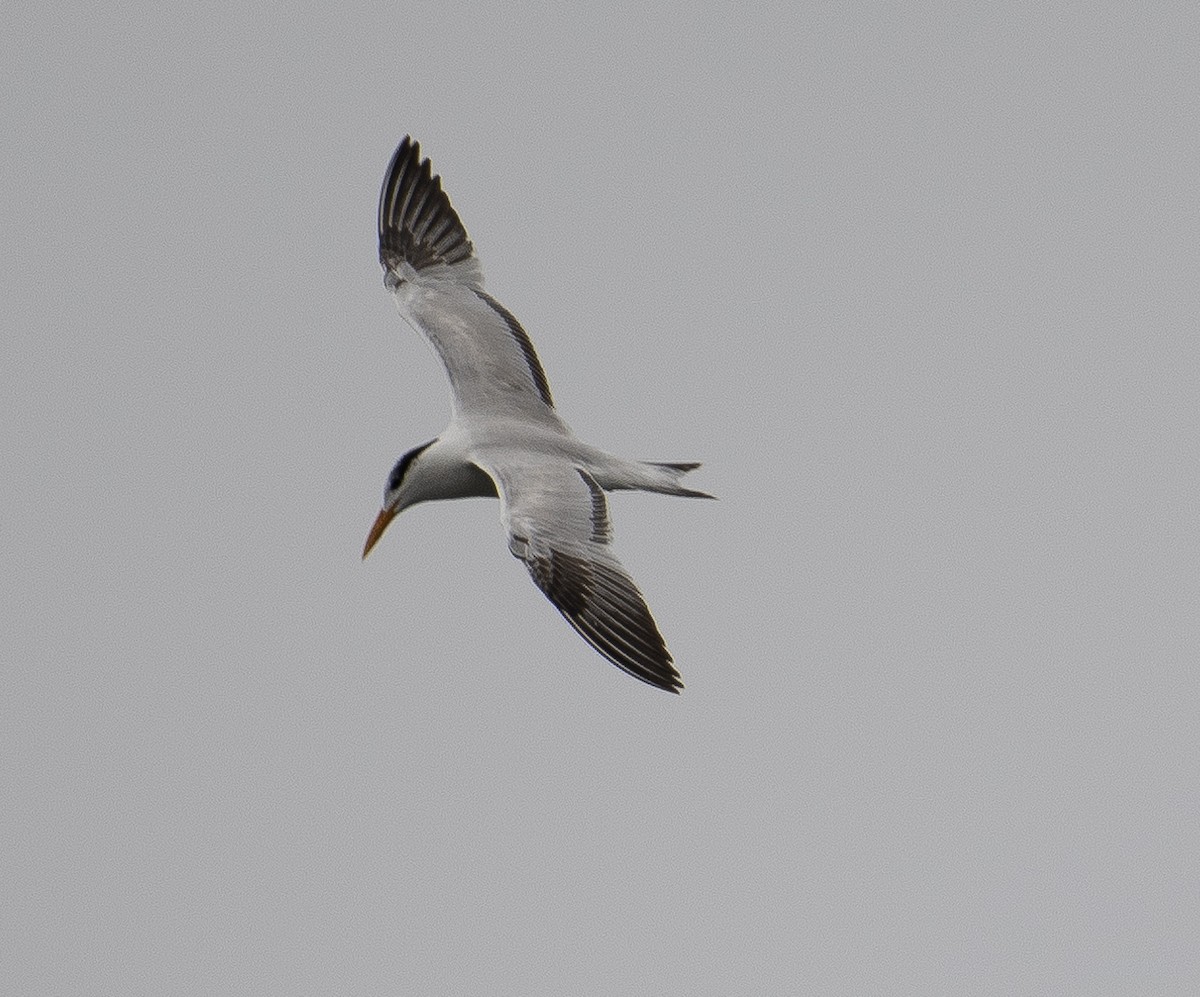 Royal Tern - ML629100581