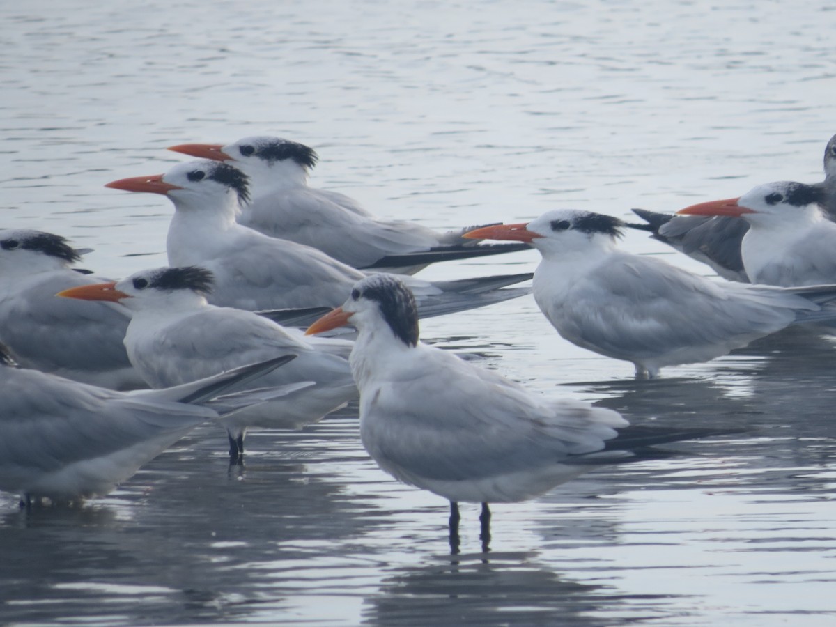 Royal Tern - ML629100703