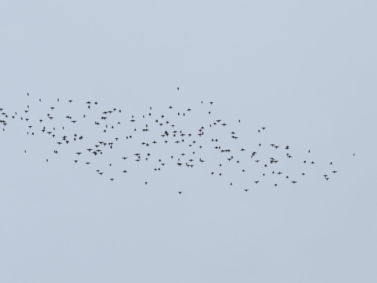 Bohemian Waxwing - ML629100706