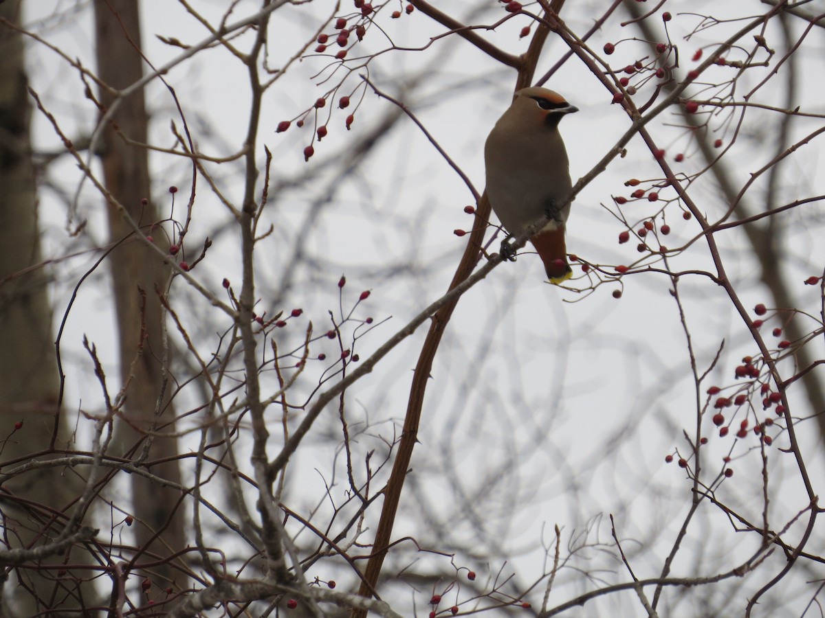 Bohemian Waxwing - ML629100827