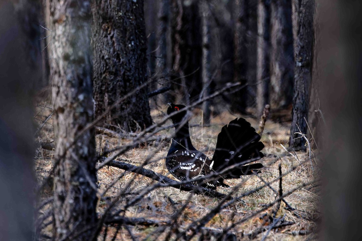 Black-billed Capercaillie - ML629101038