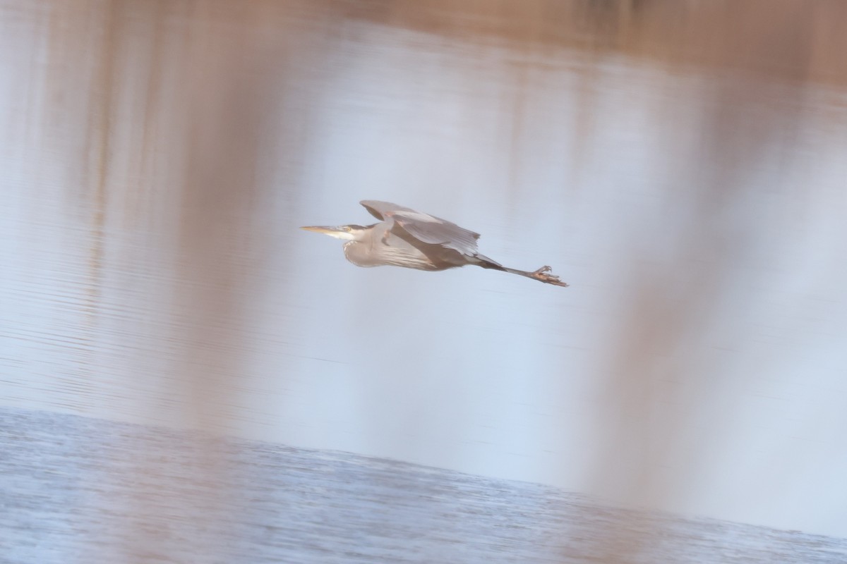 Great Blue Heron - ML629101067