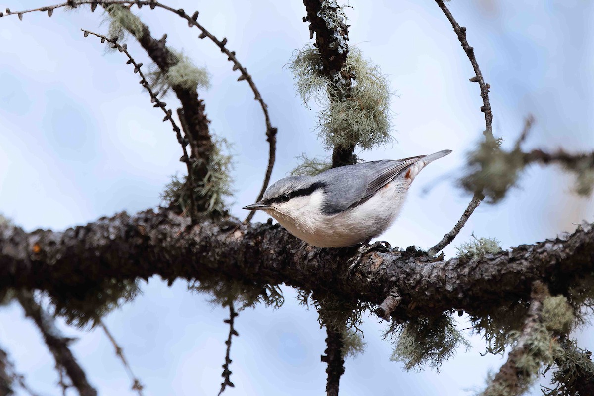 Eurasian Nuthatch (White-bellied) - ML629101071