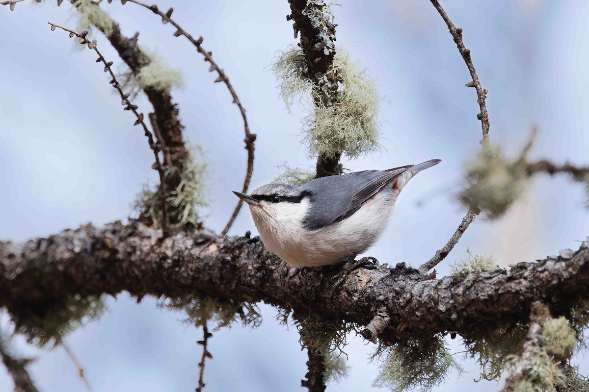 Eurasian Nuthatch (White-bellied) - ML629101076