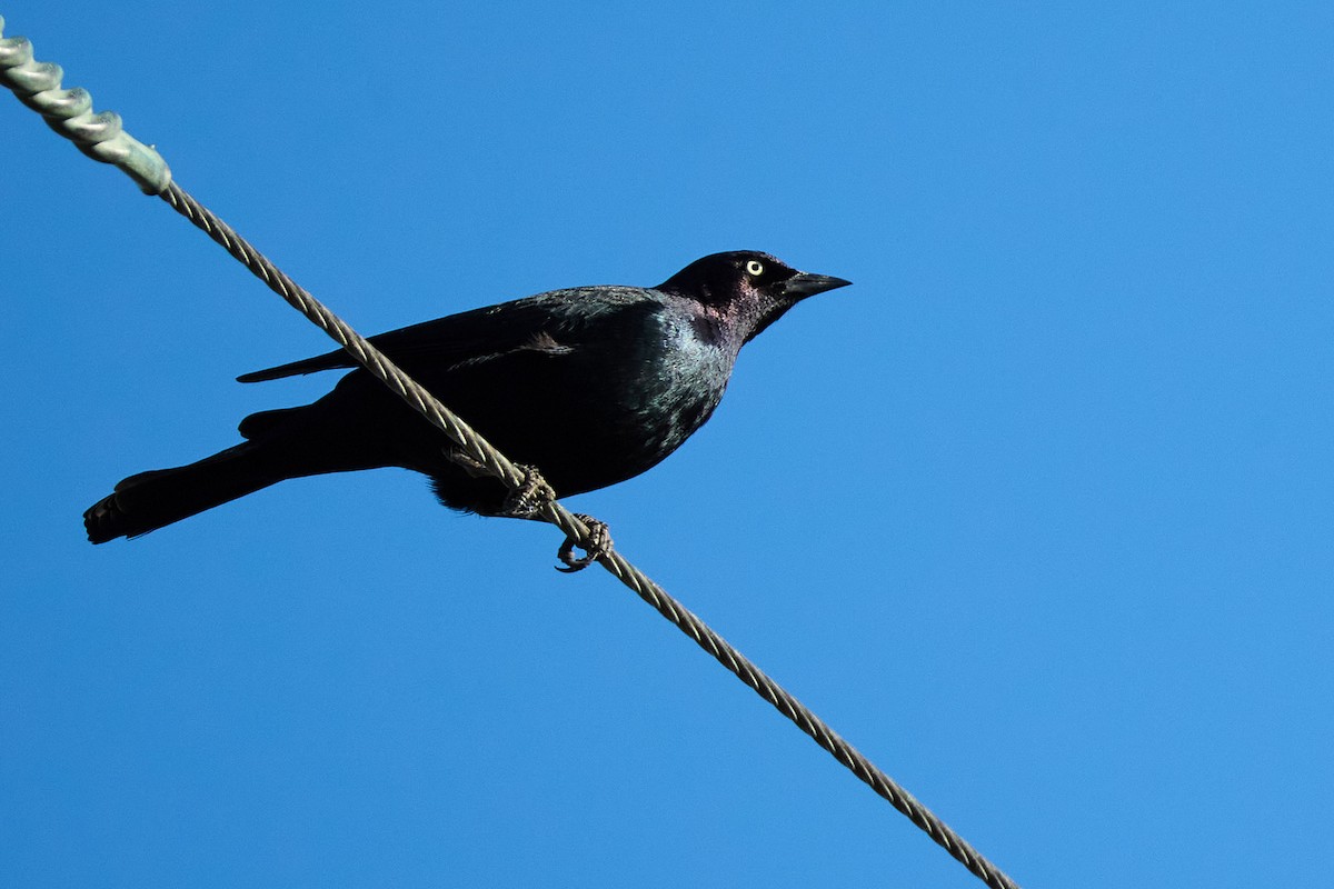 Brewer's Blackbird - ML629101134