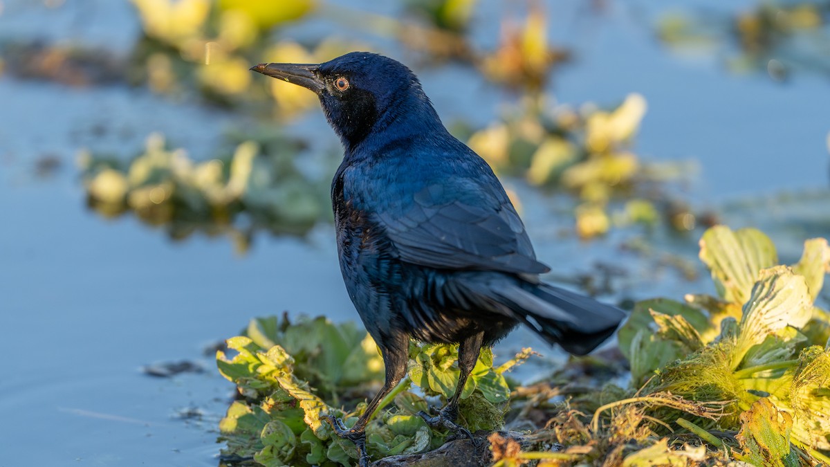 Boat-tailed Grackle - ML629101155