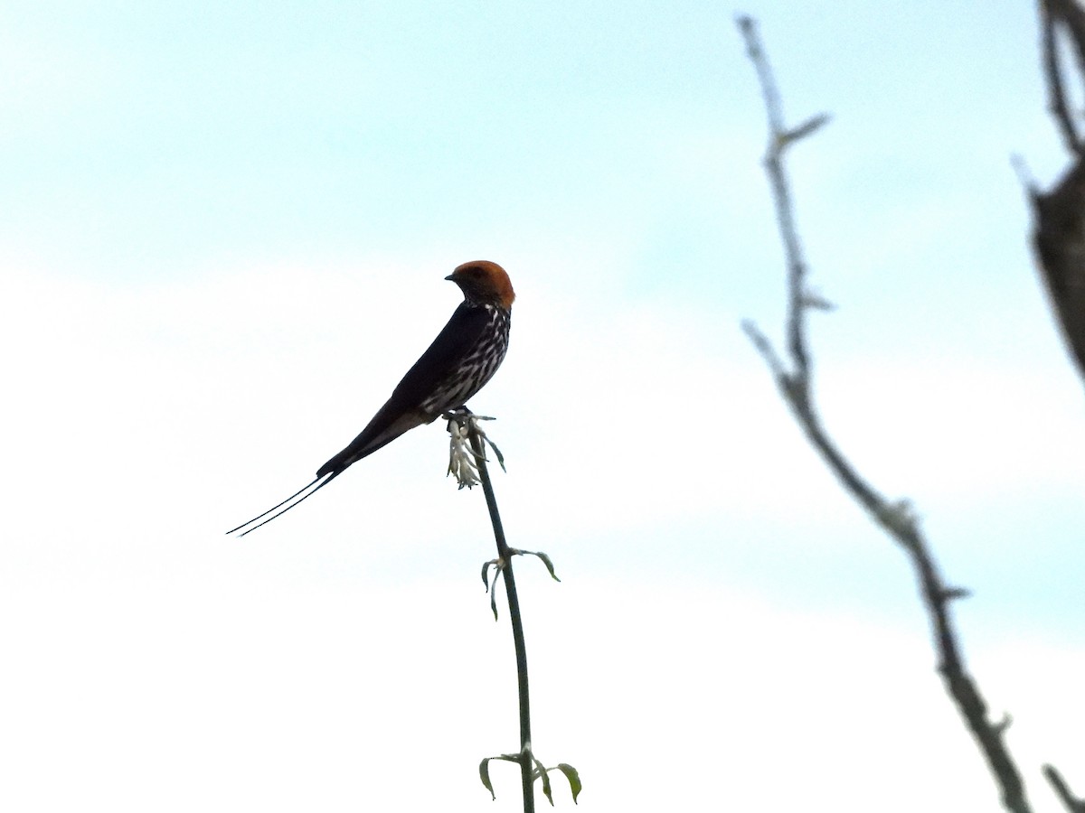 Lesser Striped Swallow - ML629101311