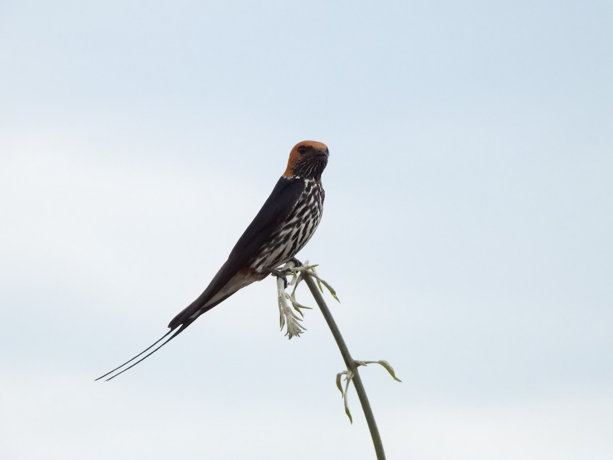 Lesser Striped Swallow - ML629101312