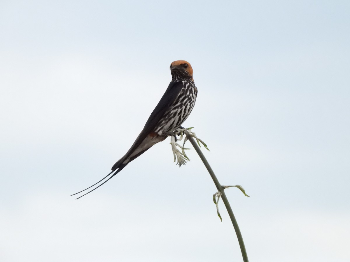 Lesser Striped Swallow - ML629101314