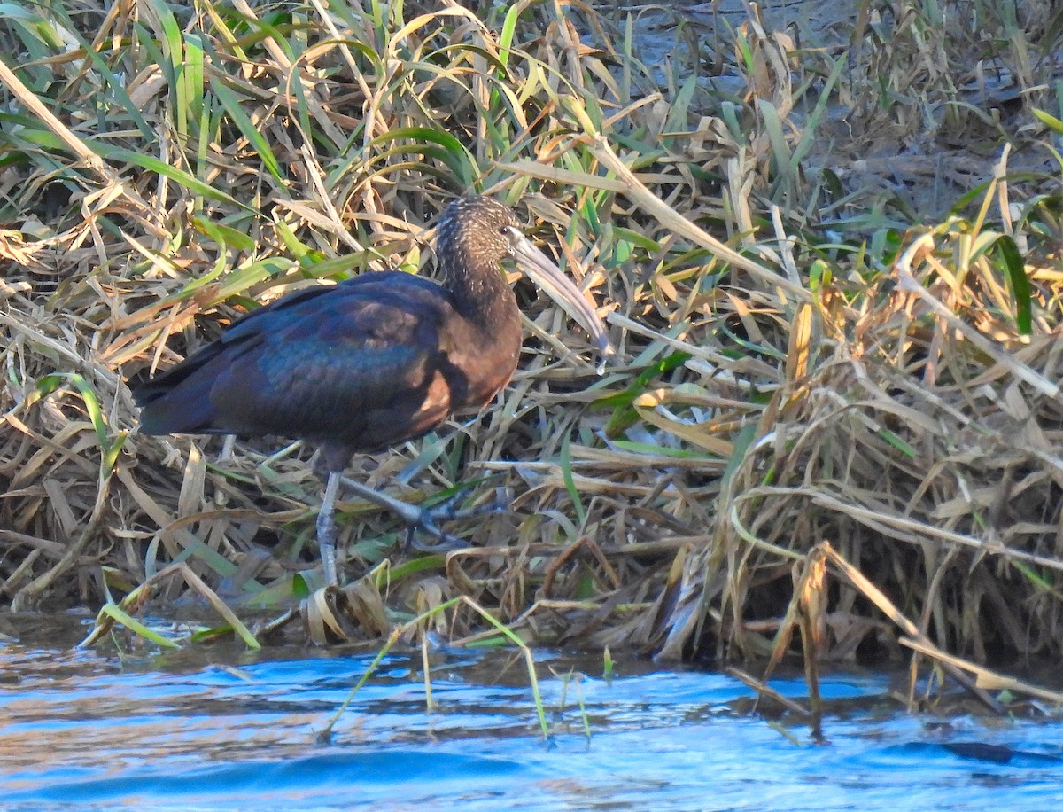 Glossy Ibis - ML629101316