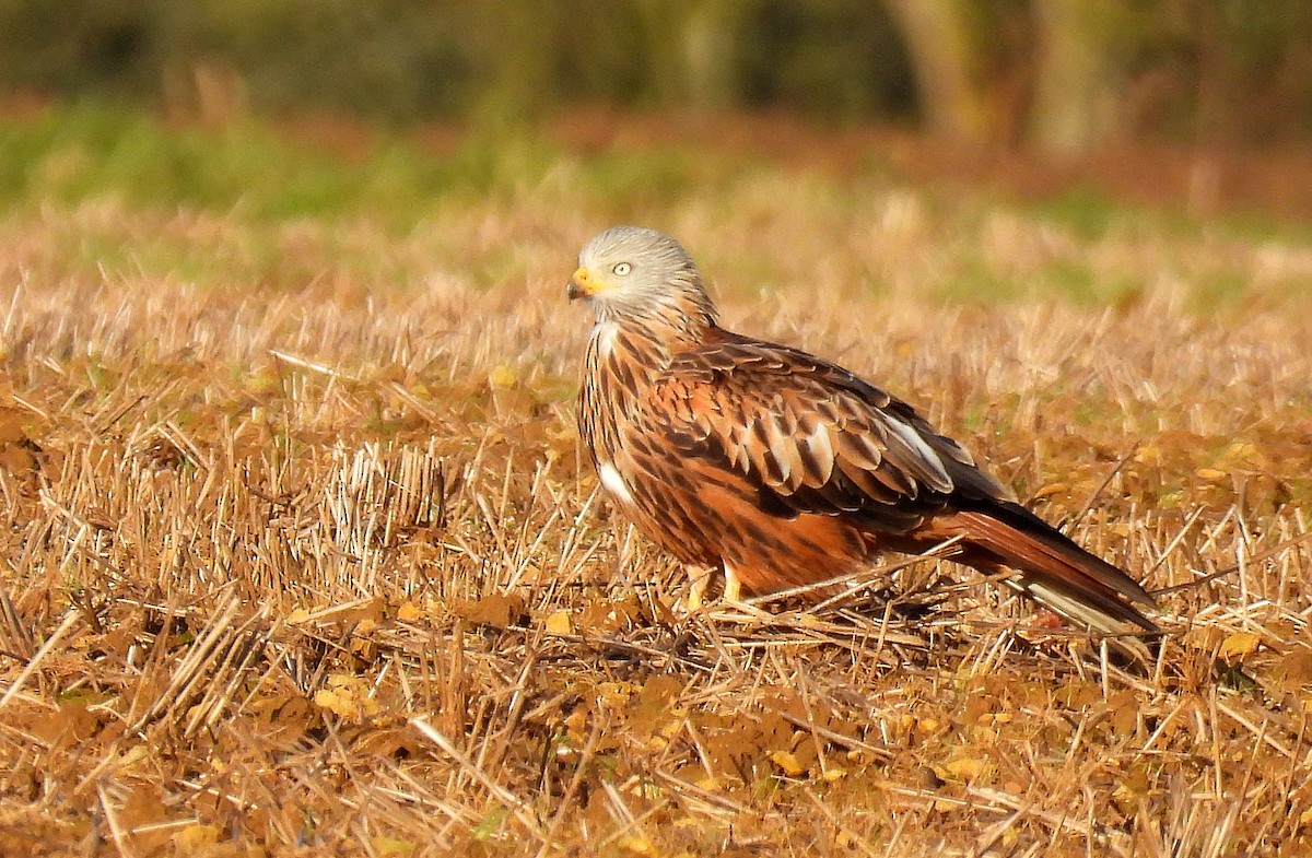 Red Kite - ML629101338