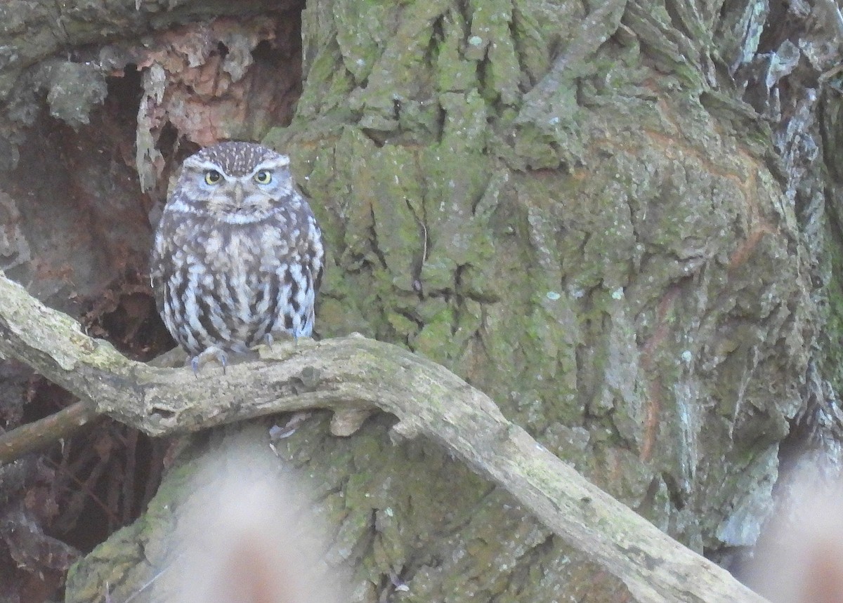 Little Owl - ML629101365