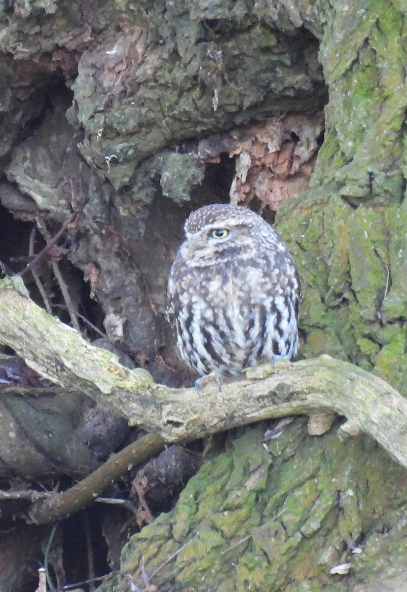 Little Owl - ML629101384