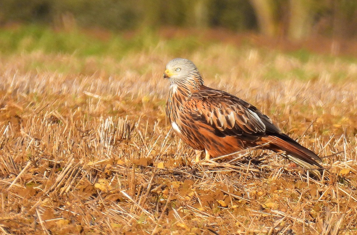 Red Kite - ML629101398