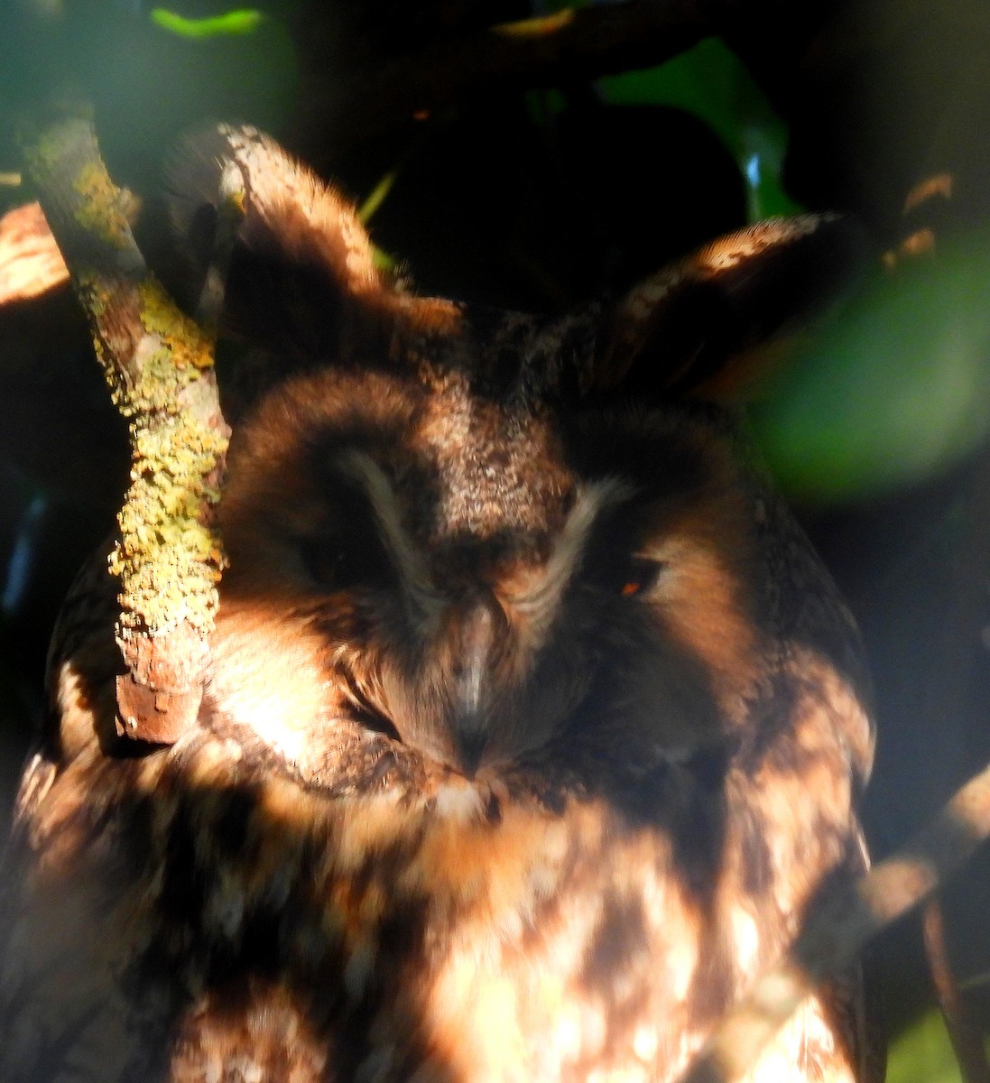 Long-eared Owl - ML629101447