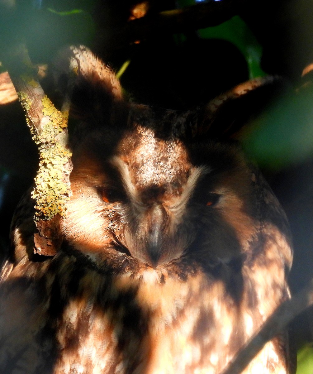 Long-eared Owl - ML629101545