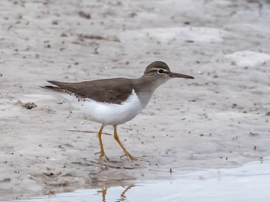 Spotted Sandpiper - ML629101549