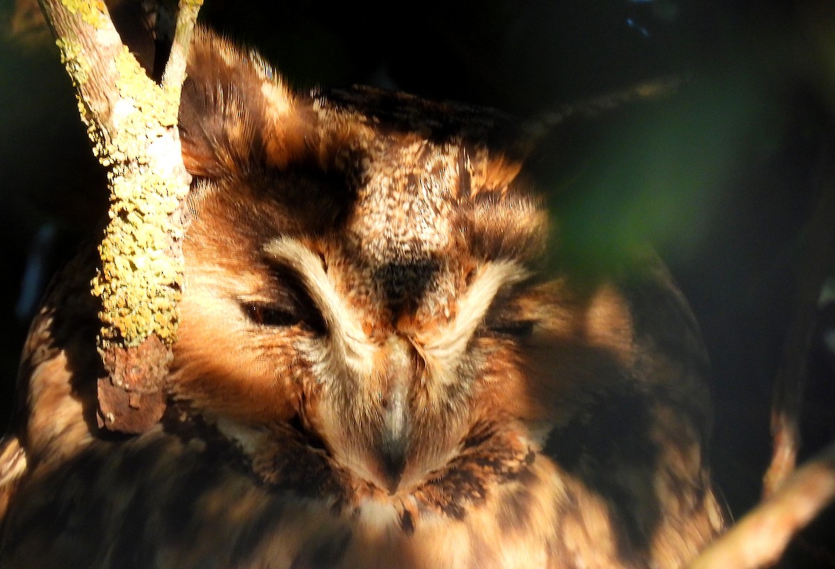 Long-eared Owl - ML629101558