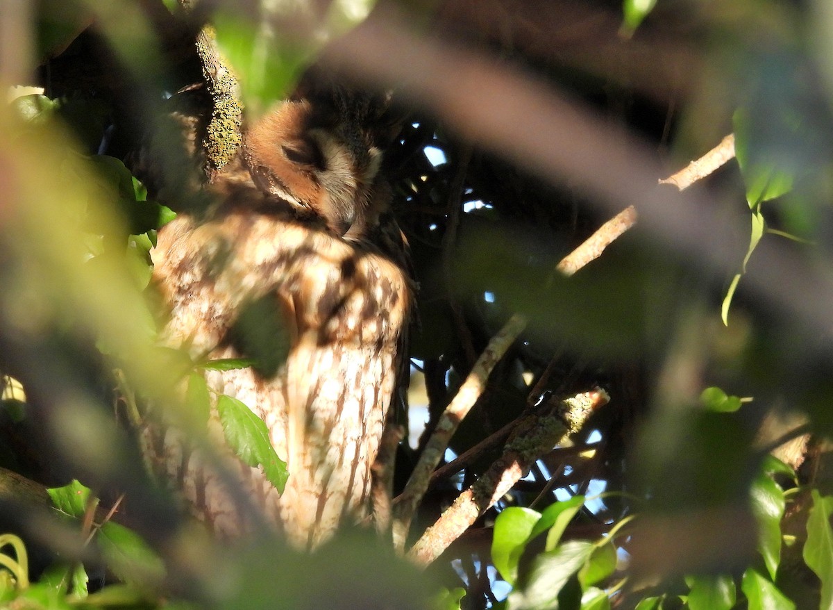 Long-eared Owl - ML629101588