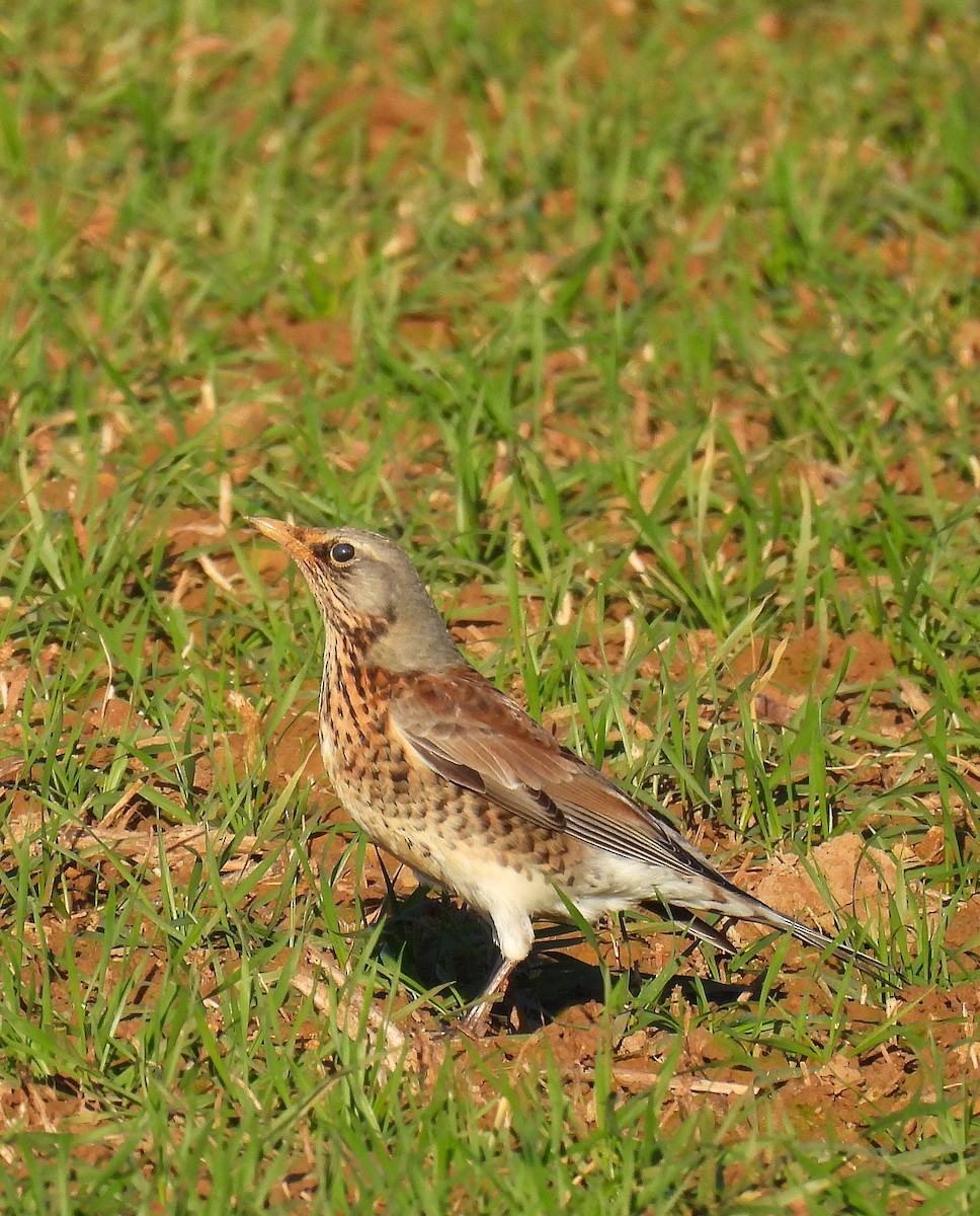 Fieldfare - ML629101596