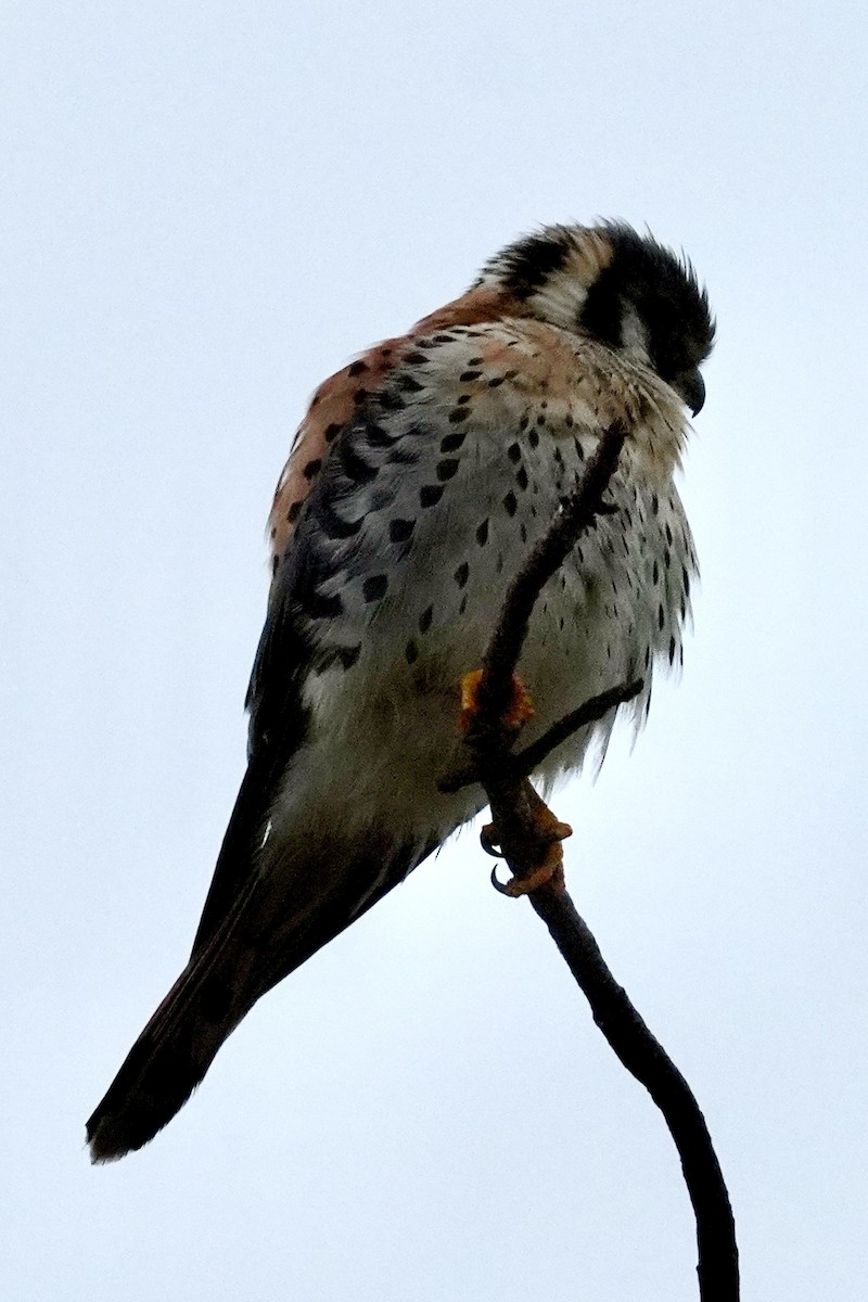 American Kestrel - ML629101614