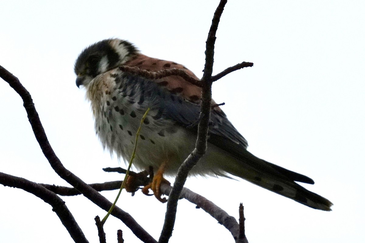 American Kestrel - ML629101615