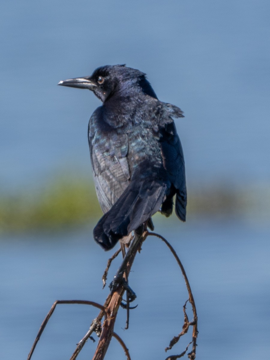 Boat-tailed Grackle - ML629101640