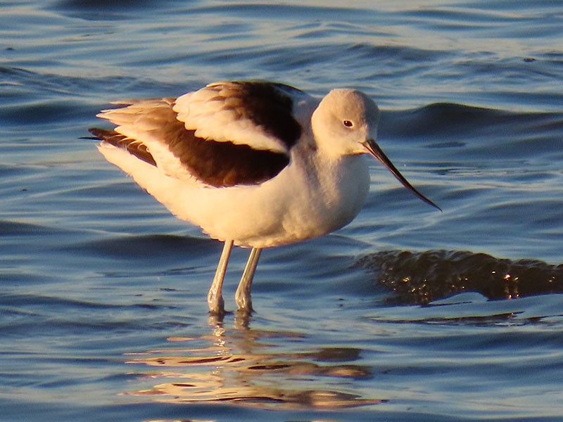 American Avocet - ML629101711