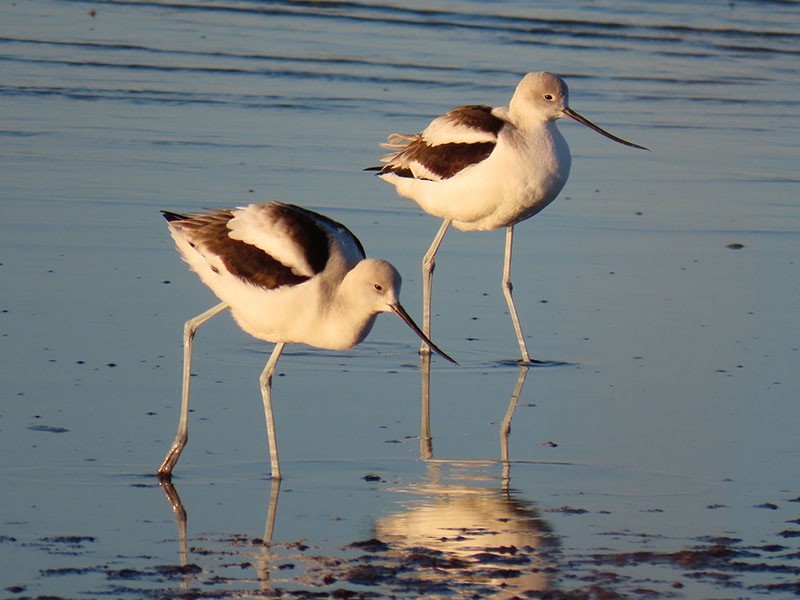 American Avocet - ML629101712