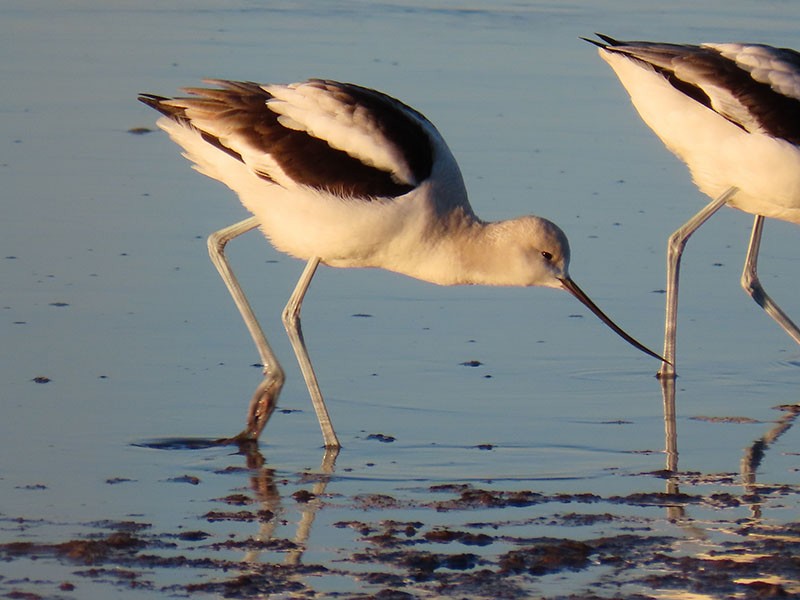 American Avocet - ML629101713