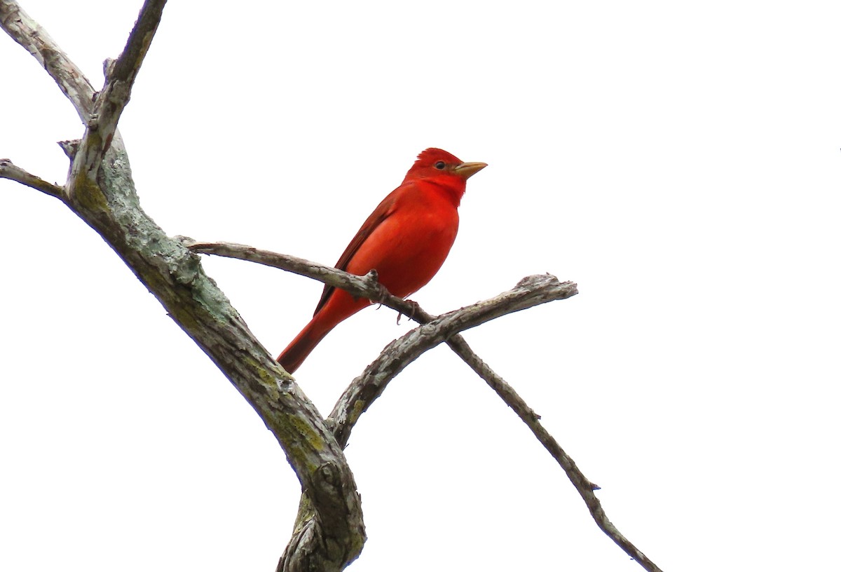 Summer Tanager - ML629101714