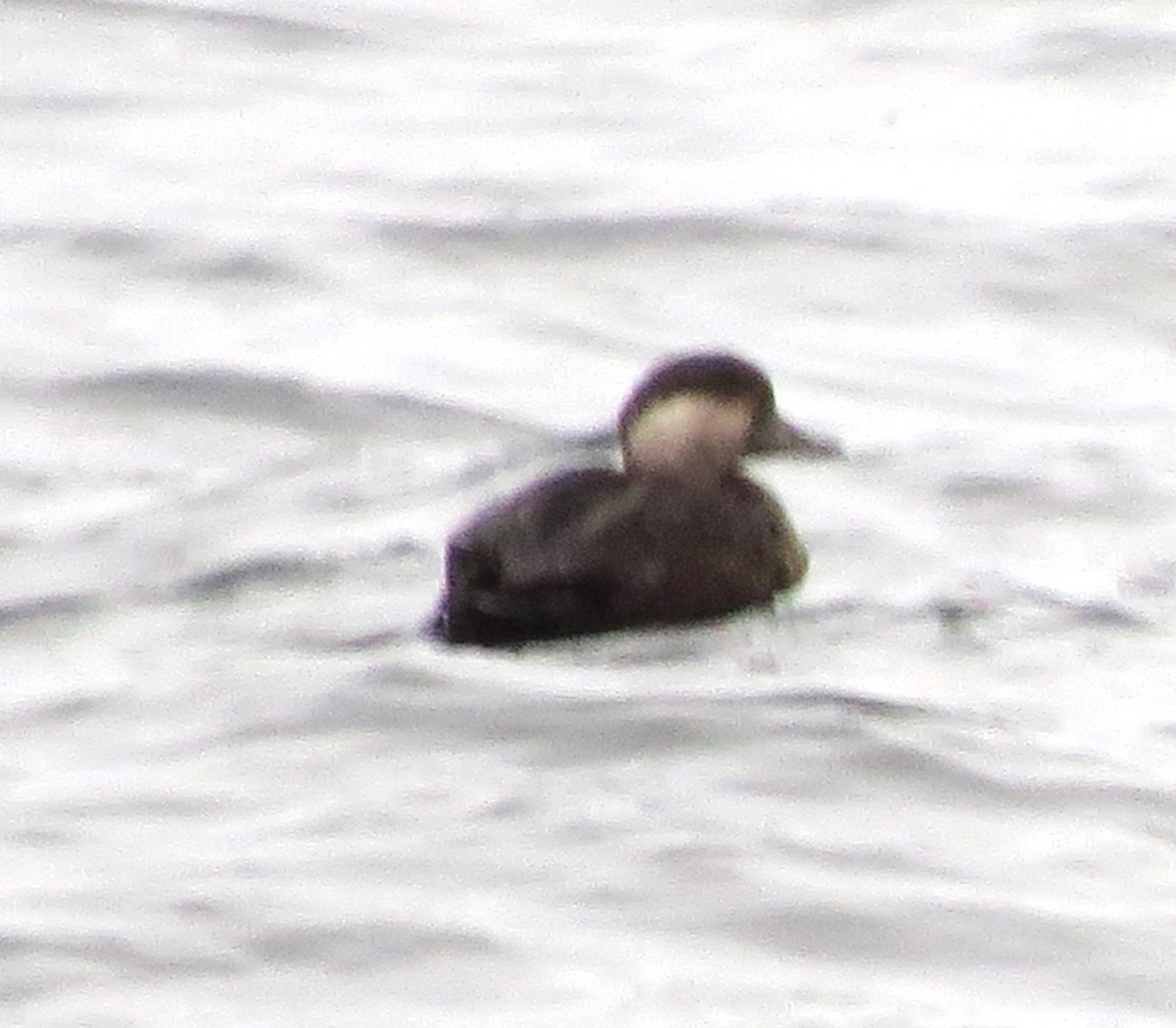 Black Scoter - ML629101771