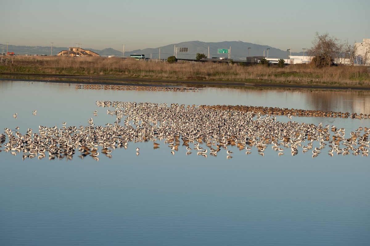 American Avocet - ML629101773