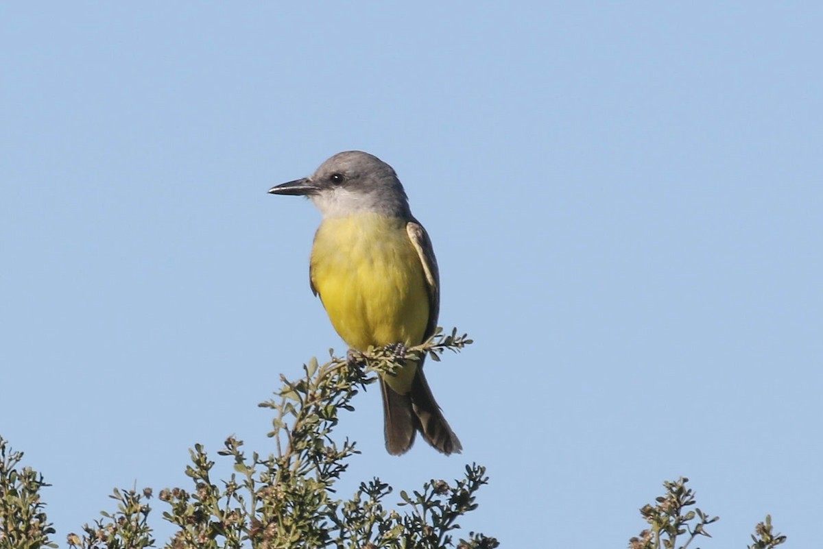 Tropical Kingbird - ML629101808