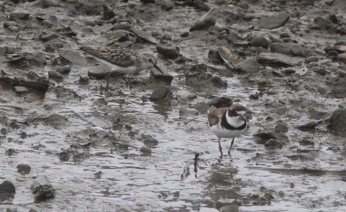 Semipalmated Plover - ML629101824