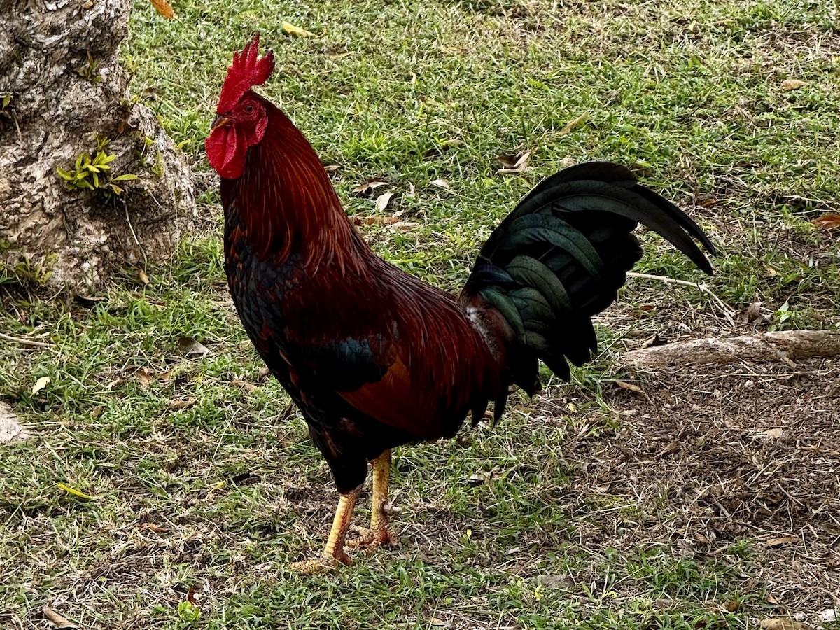 Red Junglefowl - ML629101830