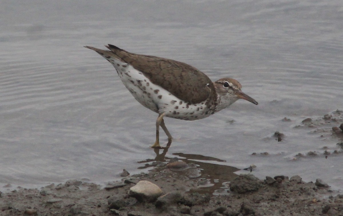 Spotted Sandpiper - ML629101831