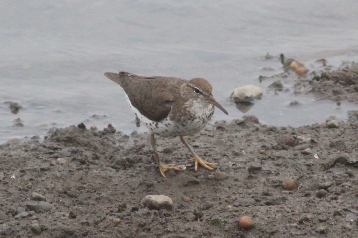 Spotted Sandpiper - ML629101832