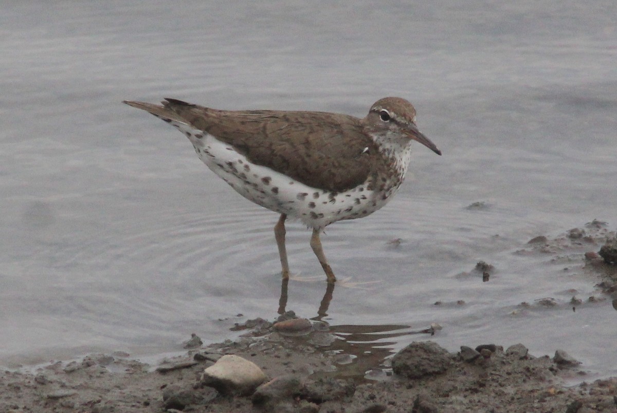 Spotted Sandpiper - ML629101833