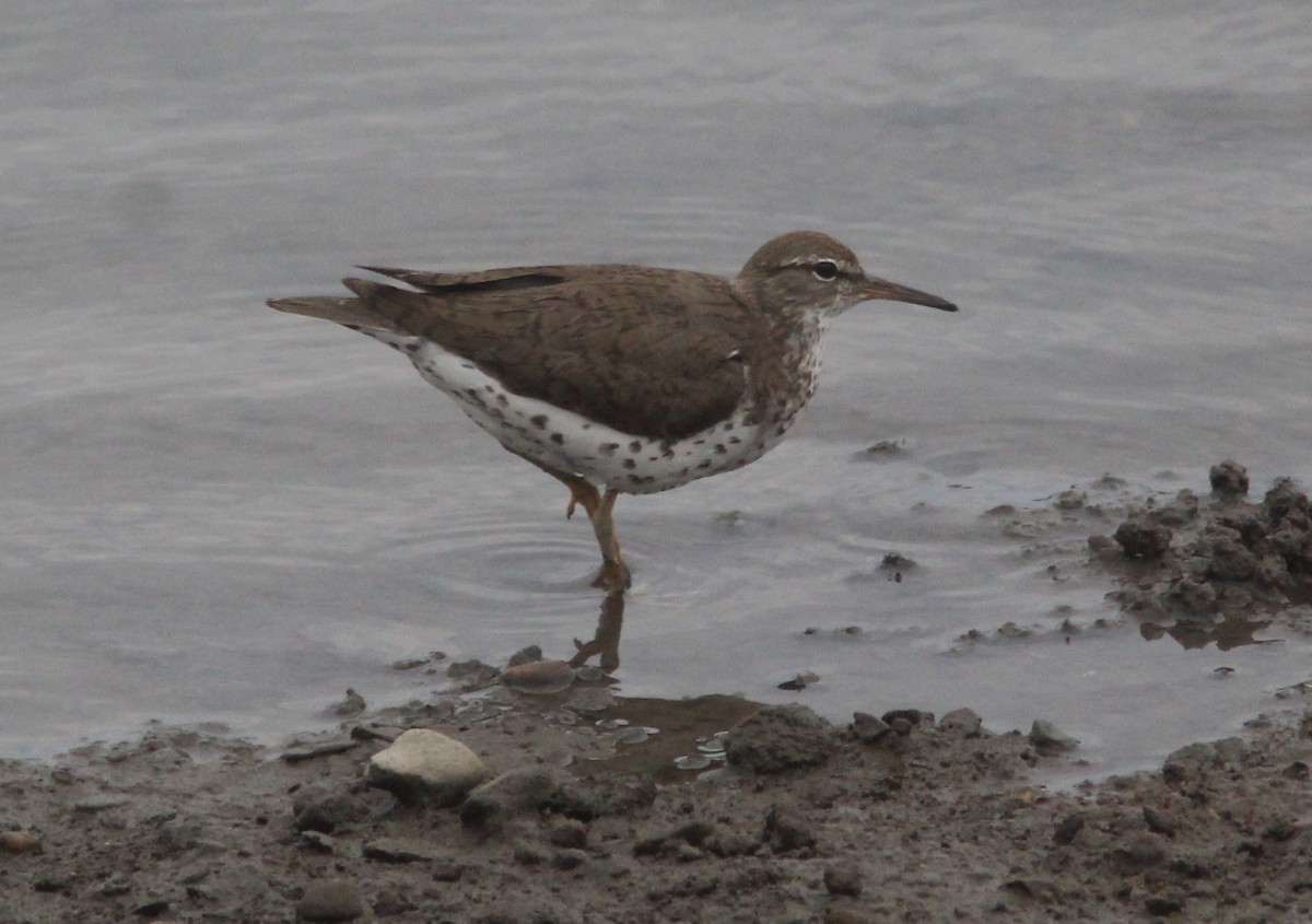 Spotted Sandpiper - ML629101834