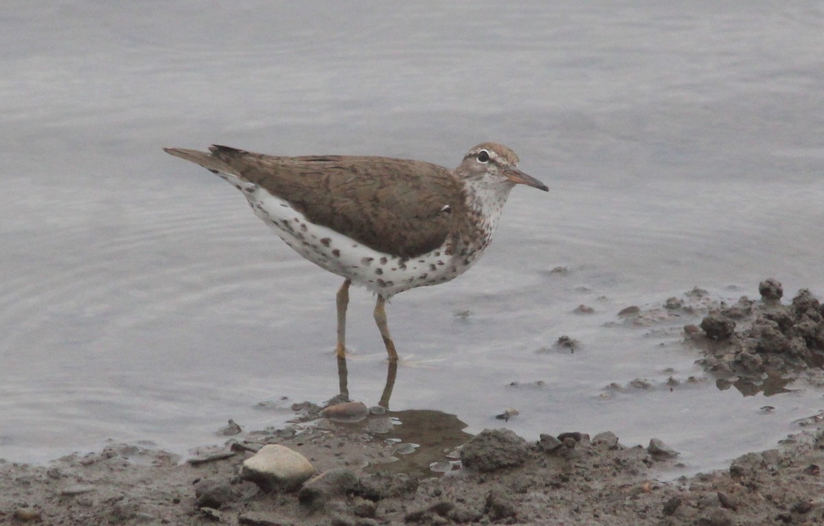 Spotted Sandpiper - ML629101835