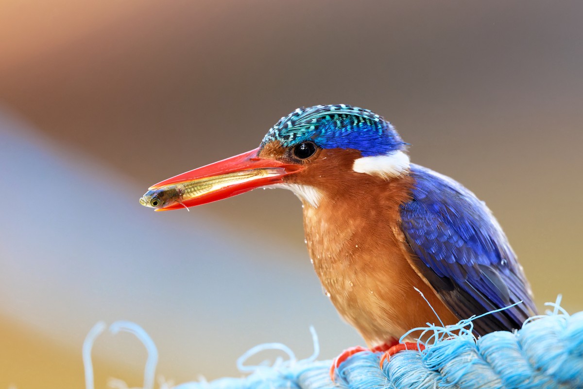 Malachite Kingfisher - ML629101843