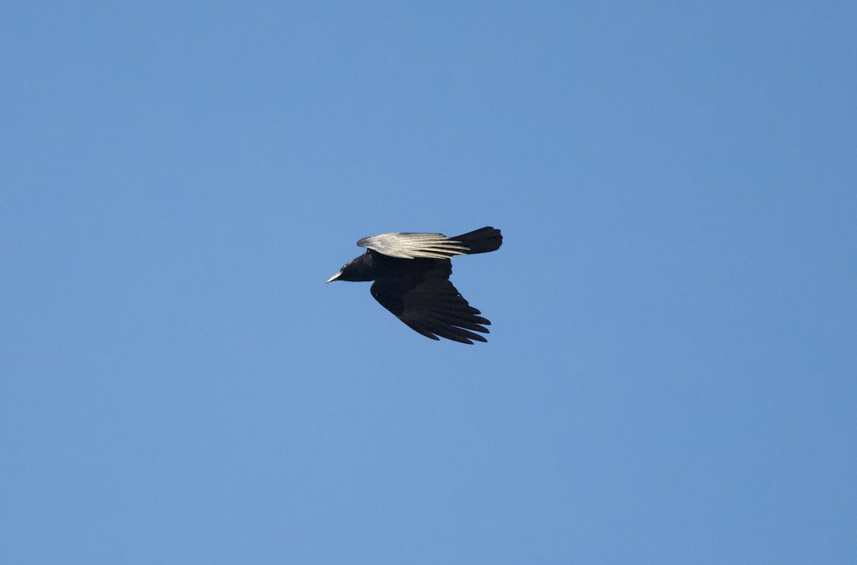 Fish Crow - ML629101858